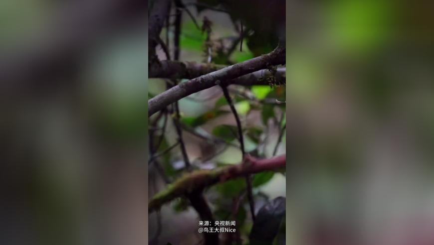 世界上最大的背刺,2025澳门最新开奖香港王中王,展开解析落实_测试版V15.57